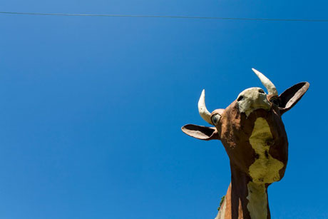 kim-guthrie-the-big-cow kim-guthrie-the-big-cow