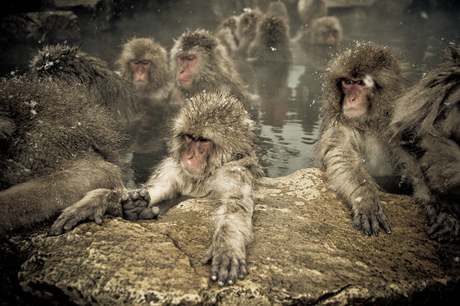 Snow-Monkeys-in-Japan-Ron-Gessel