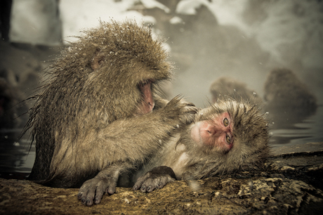 Snow-Monkeys-in-Japan-Ron-Gessel