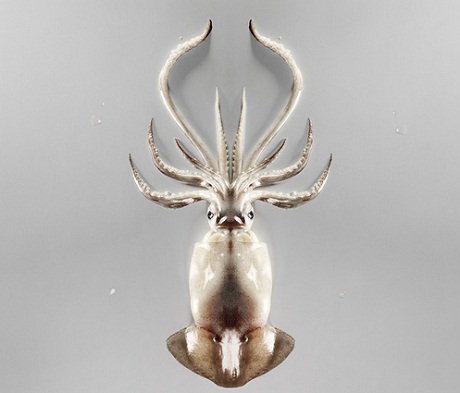 Aorta