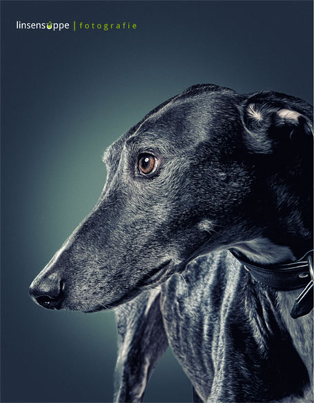 dog portraits