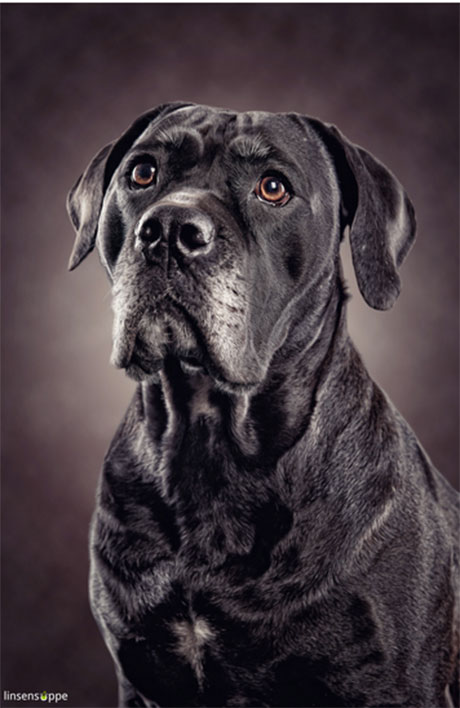 dog portraits