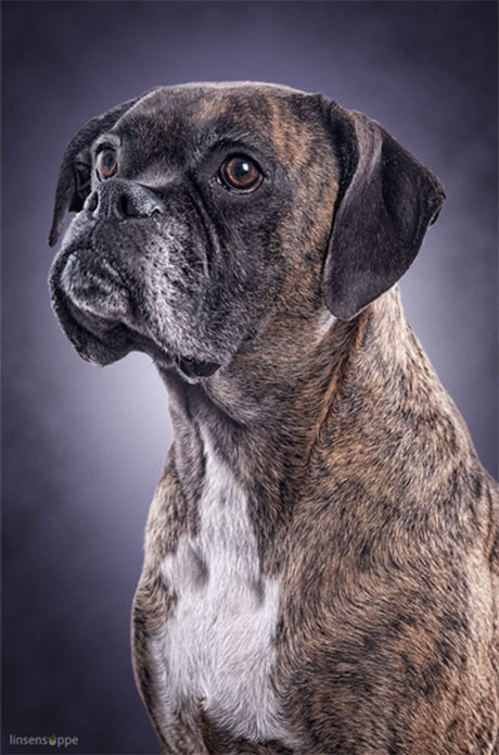 dog portraits